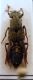 Ontholestes haroldi (Eppelsheim 1884).JPG