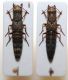 Ontholestes haroldi (EPPELSH.,1884).JPG