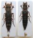 Ontholestes marginalis (GENE, 1836).JPG