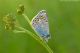 Polyommatus-thersites_Salata-di-Vobbia_DSC5082.jpg