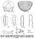 Cetonia aurata.jpg