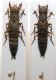 Ontholestes tesselatus (FOURCROY,1785).JPG