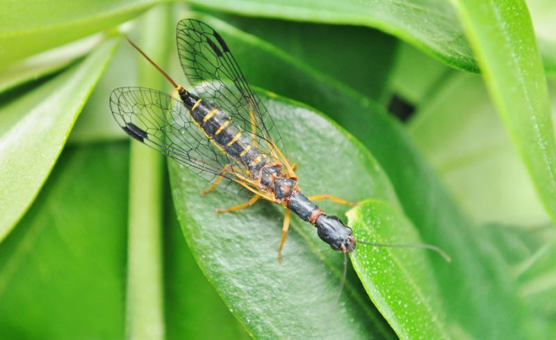 Parainocellia bicolor_light.jpg