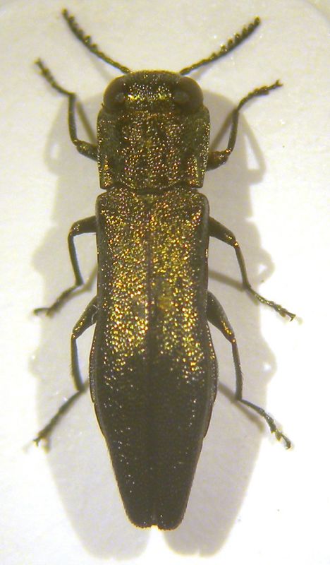 Agrilus oasi wwf 002 copia.jpg