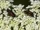 polychloros_omocrome_con_umbellatarum.jpg