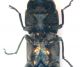 Agrilus prosterno copia.jpg