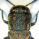 secondo agrilus dettagli  pronoto.jpg
