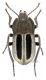 Betasida luctuosa red firm.jpg