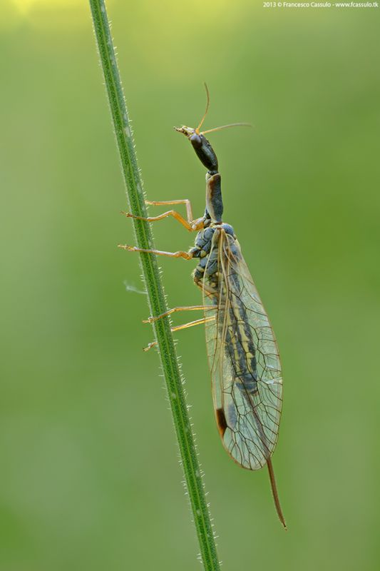 Salata-di-Vobbia_DSC5188.jpg