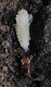 Laemostenus pupa red 1.jpg