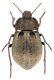 A. (B) luctuosa hembra red firm.jpg