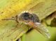 LagoLiscia020613 061mod.jpg