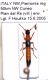 Paederus (s. str.) riparius (LINNAEUS, 1758).JPG