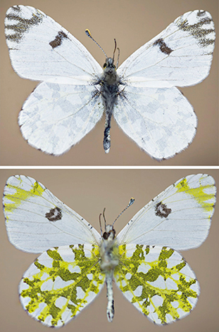 E. ausonia 2, ..jpg