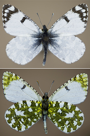 E. crameri 3 ..jpg