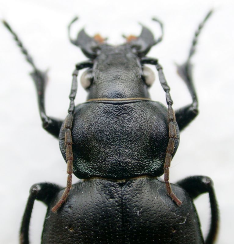 Calosoma pronoto.jpg