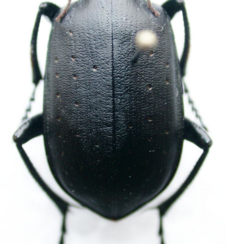 Calosoma elitre.jpg