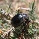 DSC_0150 - Copy.JPG