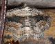 platamona14-04-13 001mod1.jpg
