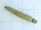 Totricidae_Archips_xilosteana _larva.jpg