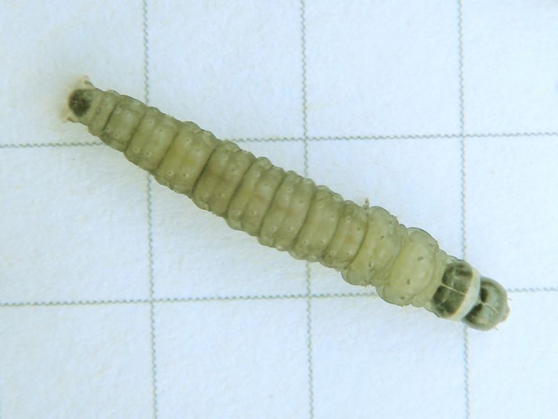 Totricidae_Archips_xilosteana _larva.jpg