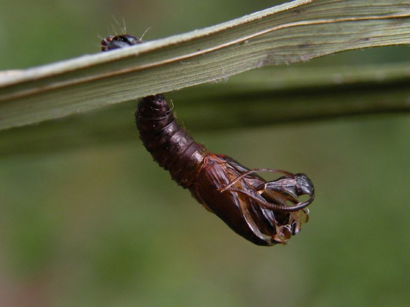 Totricidae_Archips_ xilosteana _crisalide_aperta.jpg