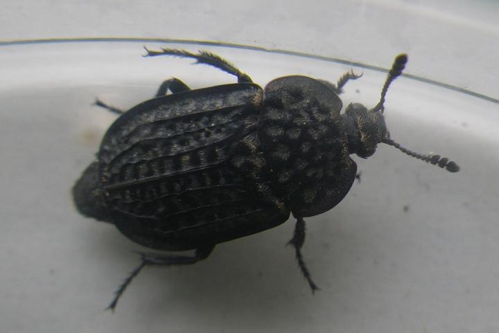 Thanatophilus rugosus (Linnaeus, 1758).JPG