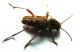 Clytus rusticus 2.jpg