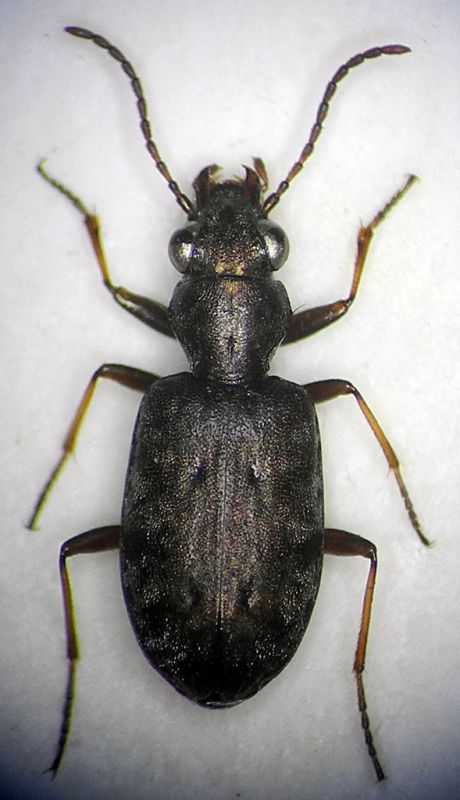 Asaphidion-Gennargentu.jpg