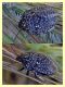 Eurygaster sp.  - Insugherata - 7.6.2013.jpg