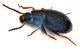 Comb0789_32crH.jpg