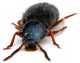 Comb0790_32crH.jpg