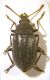 Coleoptera 001 copia.jpg