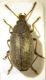 Coleoptera 002 copia.jpg