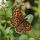 IMGP7699_M_athalia_Q_sm.JPG