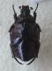 cetonidae 004.JPG