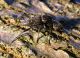 Clytus rusticus 3 accop.jpg