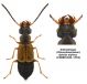 Anthophagus (Dimorphoschelus) alpinus (FABRICIUS, 1792).jpg