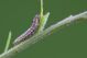 larva3.jpg