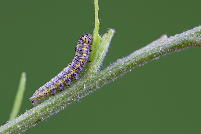 larva3.jpg