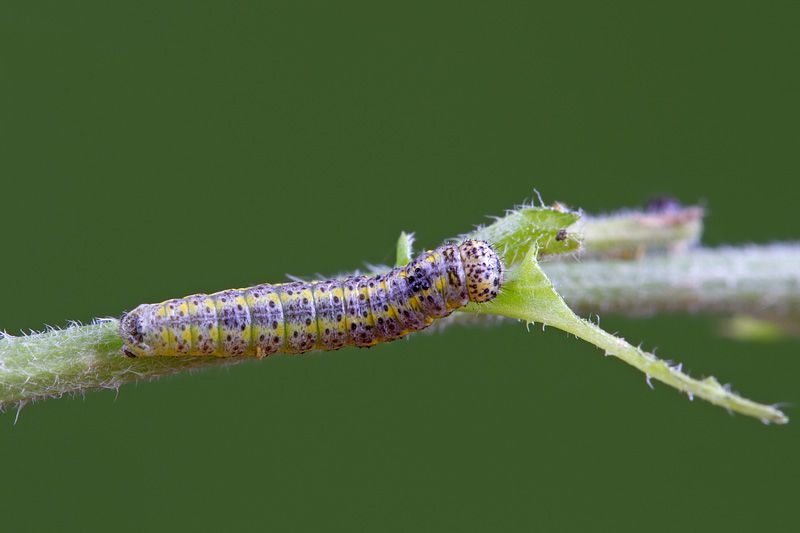 larva3b.jpg