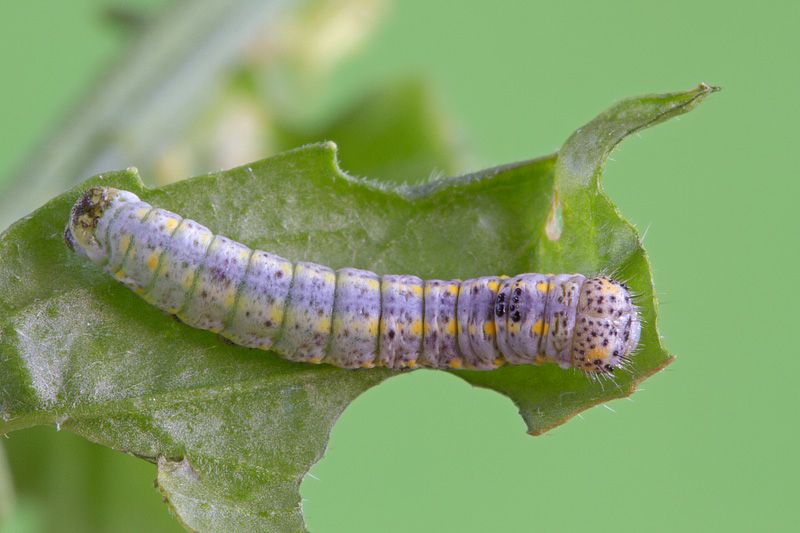 larva4b.jpg