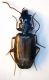 (Carabide) corticicolo 4.JPG