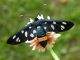 Amata_sp - adulto_F.jpg