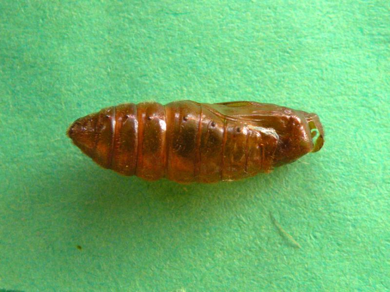 Amata_sp - crisalide_vuota.jpg