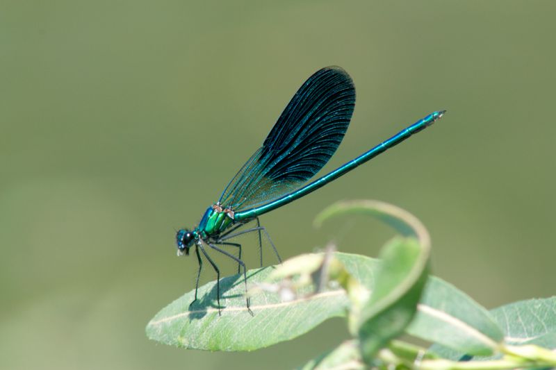 Calopteryx-splendens.jpg