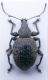Otiorhynchus sp. 2 a.jpg