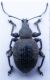 Otiorhynchus sp. 2 b.jpg