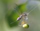 IMGP7962_Spider_Snakefly_sm.JPG