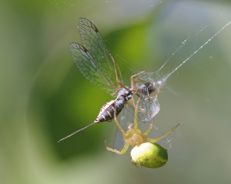 IMGP7962_Spider_Snakefly_sm.JPG